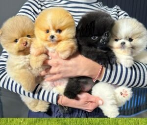 Price of Pomeranian Puppies