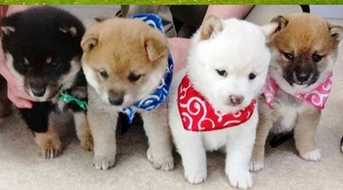 Shiba Inu Puppy Price
