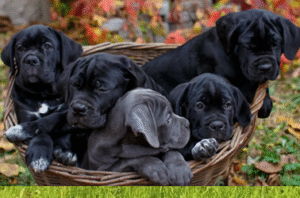 Buy Cane Corso Puppies