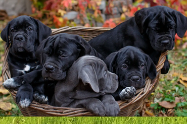 Buy Cane Corso Puppies