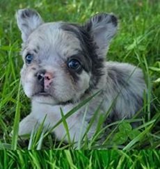Buy French Bulldog