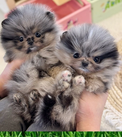 Pomeranian 1 Puppy