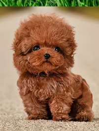 Poodle