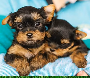 Yorkie Poodle puppies